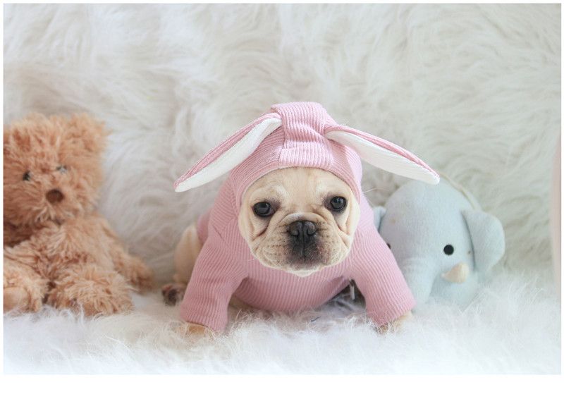 เสื้อหมาแมว ฮู้ดดี้หูกระต่าย | Clawset.BKK ราคา 790 บาท*ส่งฟรี