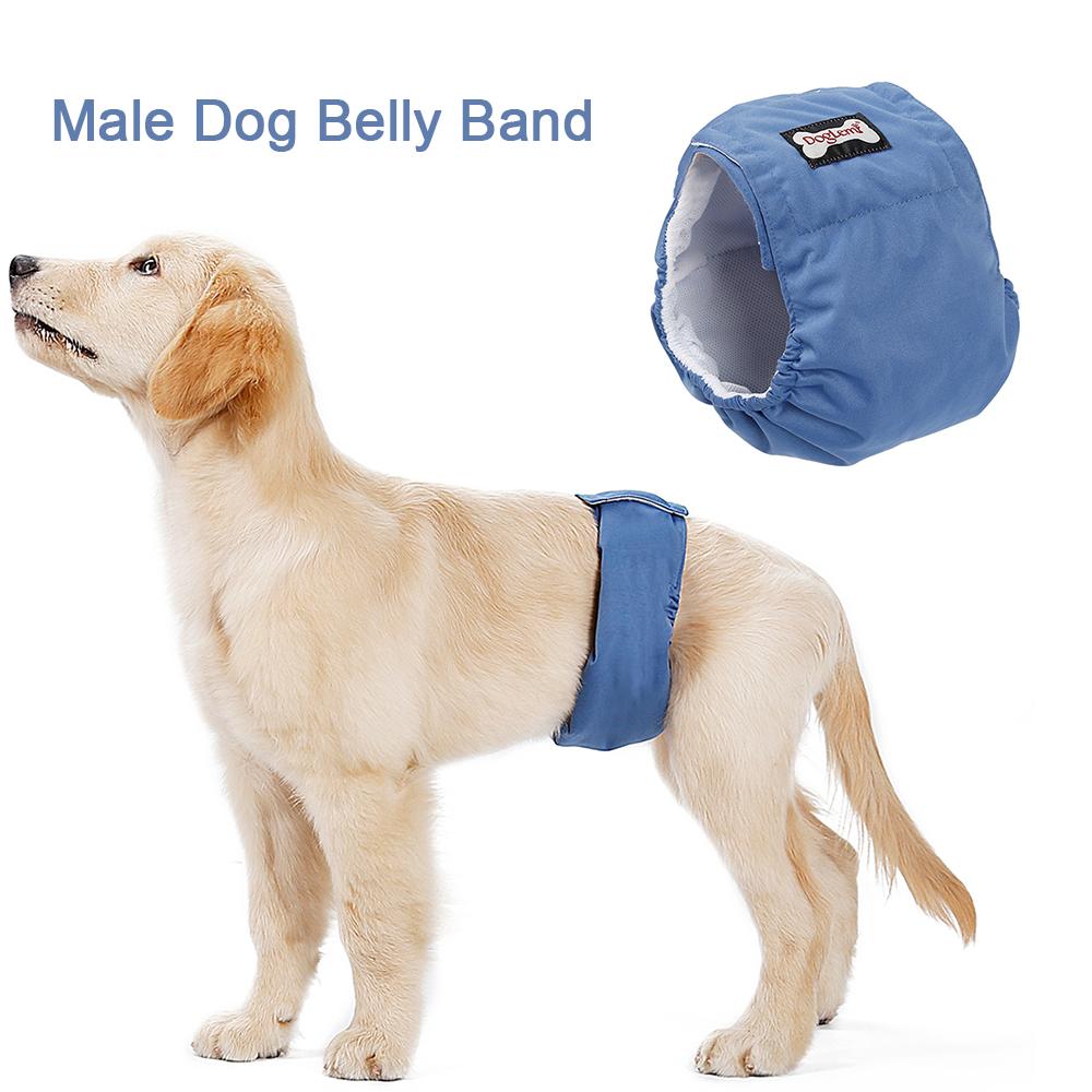 boy dog belly band