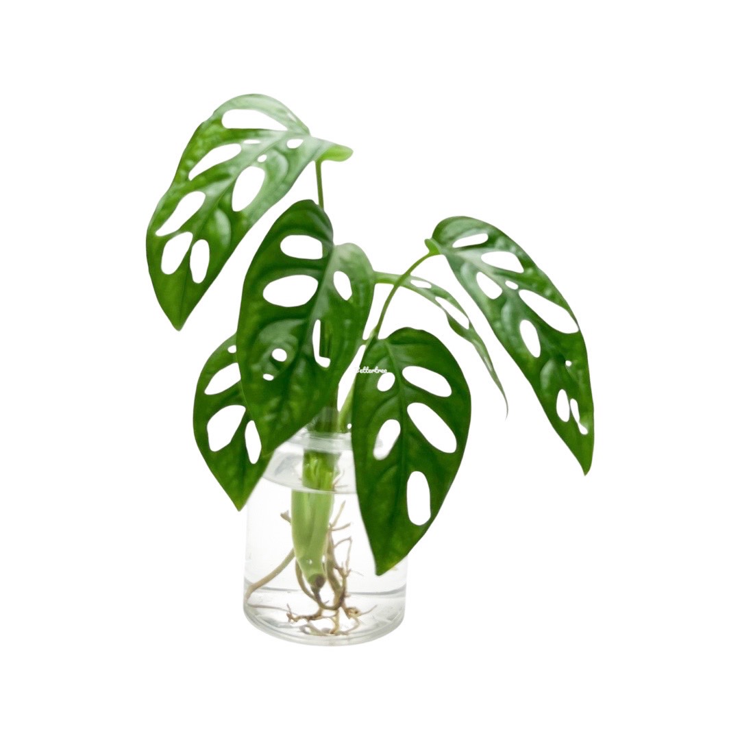 พลูฉลุ (จำนวน 1 กิ่ง ) เลี้ยงน้ำได้  monstera adansonii  ความยาวกิ่งประมาณ 15 cm  ต้นไม้ฟอกอากาศ ต้นไม้ พลูด่าง