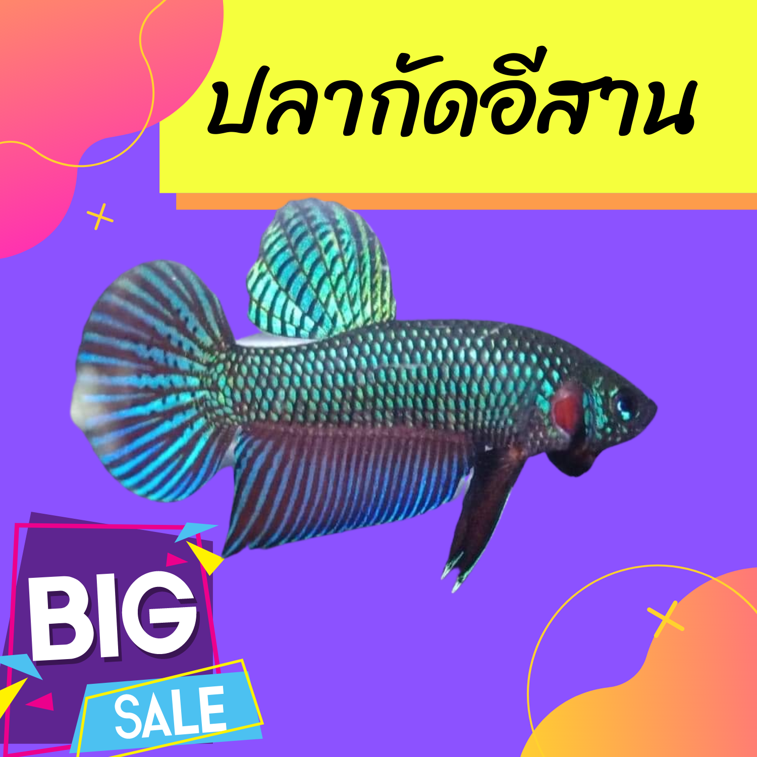 ปลากัดดุ เชื้อ50%ขึ้นไป นำไปกัด เน้นเปิดแผลที่หน้าที่คอ ยืนนานเกิน 1ซม. ส่งด่วน รับประกันสินค้าหากเสียหาย มีบริการเก็บปลายทาง แท้100%