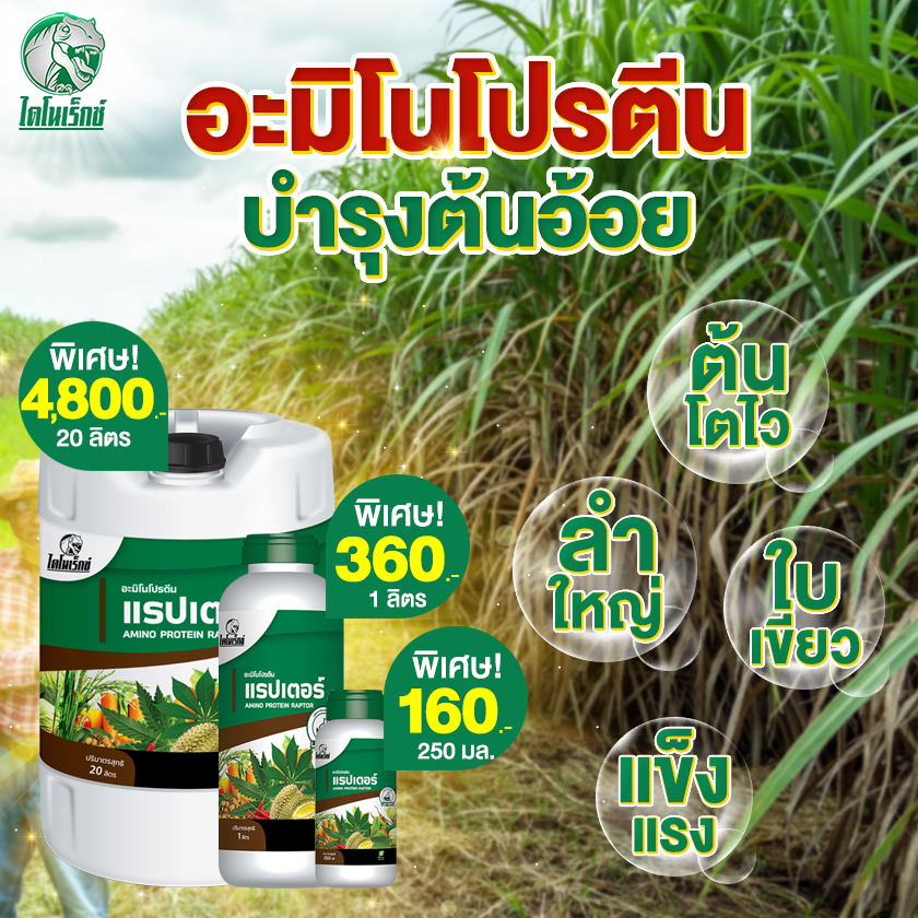 อ้อย โตไว ใบเขียว ลำใหญ่ แข็งแรง ผลผลิตดี ตันเยอะ อะมิโนโปรตีนจำเป็นสำหรับพืช 20 ชนิด อะมิโนแรปเตอร์ ตรา ไดโนเร็กซ์ ราคา 160 บาท*ส่งฟรี
