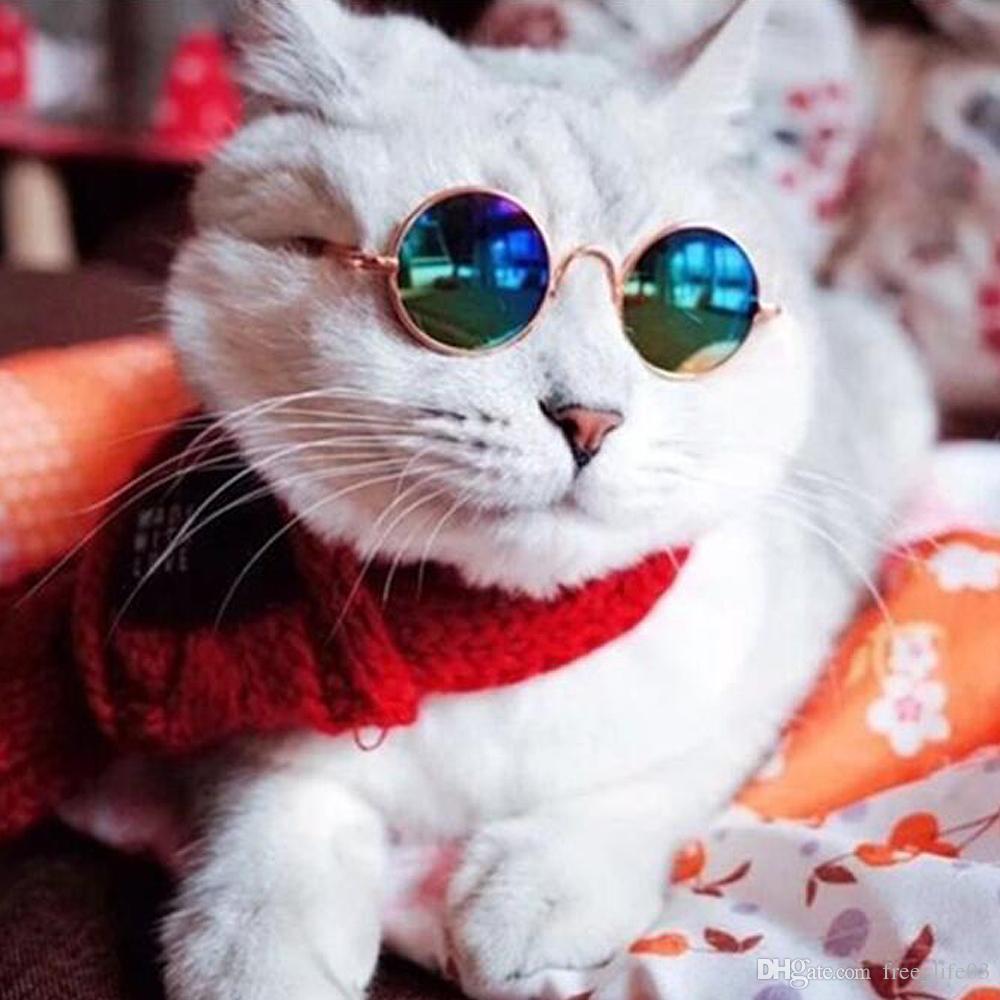 แว่นตาแมว แว่นแมว สำหรับสัตว์เลี้ยง แมว หรือสุนัขขนาดเล็ก เพิ่มความเท่ห์