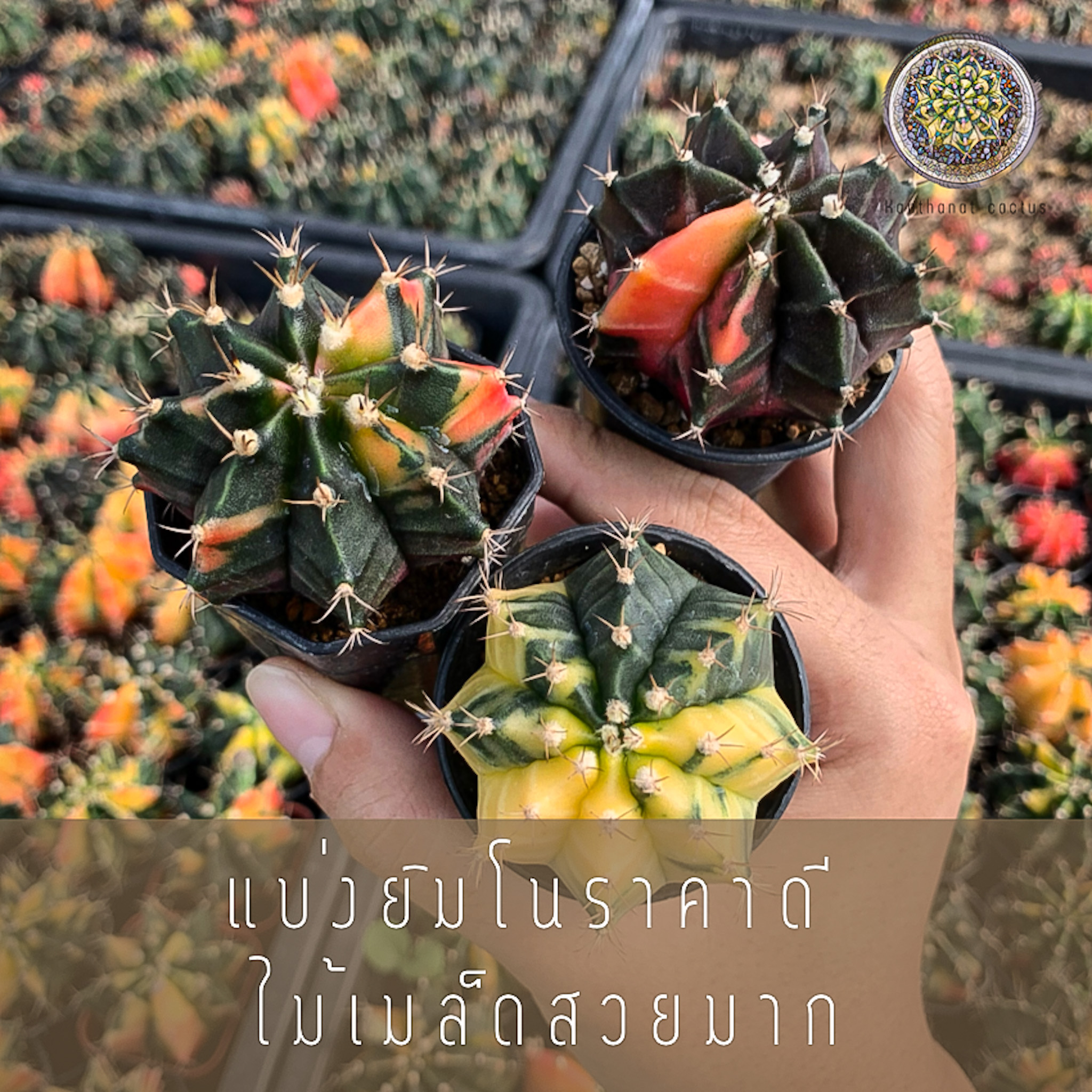 ต้นอย่างใหญ๋ ยิมโนด่าง ราคาคุ้มที่สุด คับกระถาง ขนาด 5 ซม ไม้เมล็ดซะด้วย ราคานี้หาไม่ได้แล้ว กดเลย สวยแน่นอน
