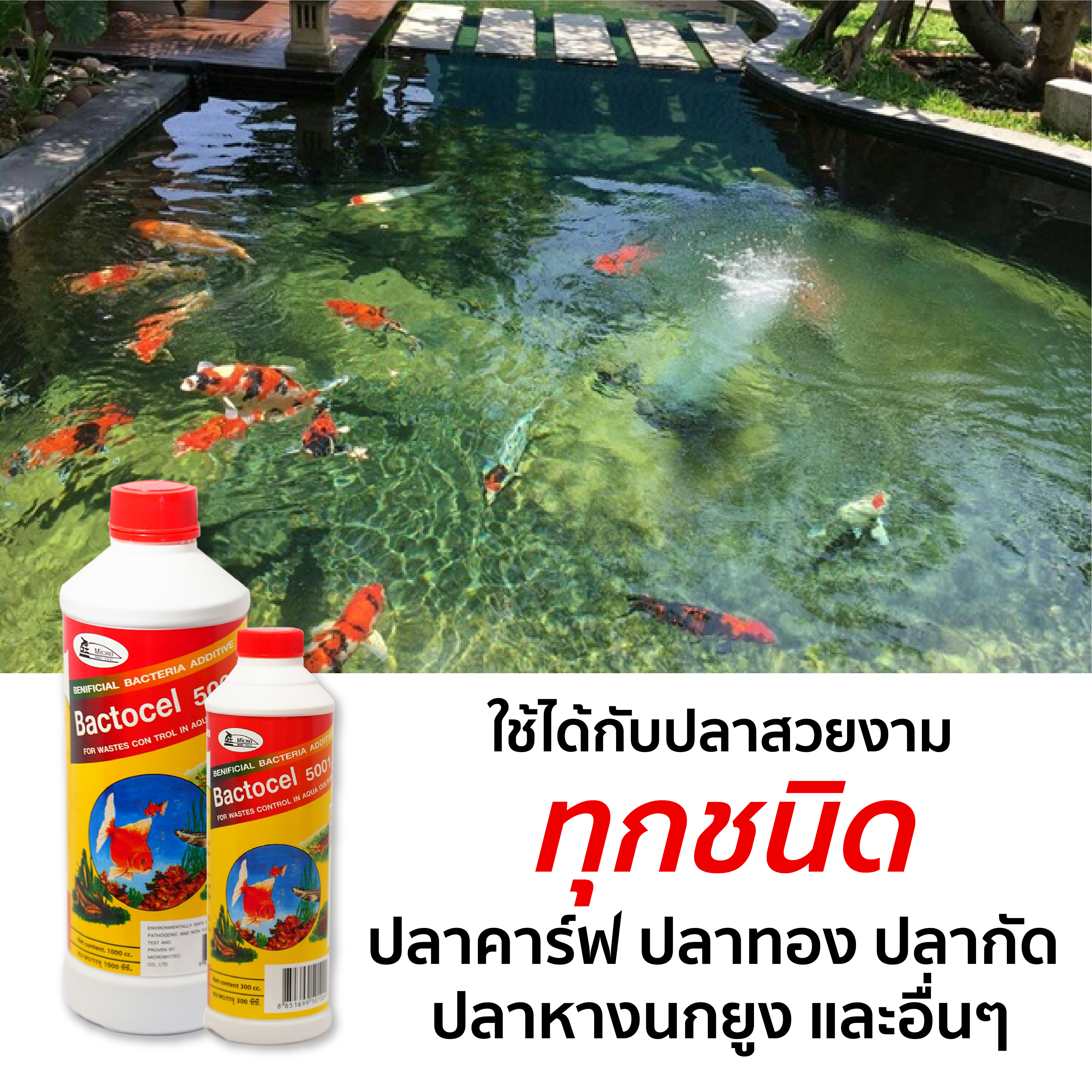 แบคทีเรียน้ำใส 12 ขวด แบคโตเซล 5001 1000CC รักษาน้ำในบ่อ มีกลิ่นเหม็น จุลินทรีย์ปรับสภาพน้ำใส ป้องกันโรค และ น้ำขุ่น นำเขียว ป้องกันโรค ราคา 1,989 บาท*ส่งฟรี