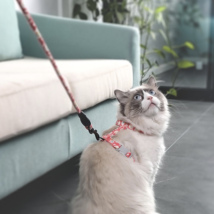 เชือกดึงแมวปลอกคอแมว เชือกจูง + สายรัดอก ปรับขนาดได้ คุณภาพดีเยียมป้องกันไม่ให้สัตว์เลี้ยงกัดคน Cat Leash Cat Pulling Rope