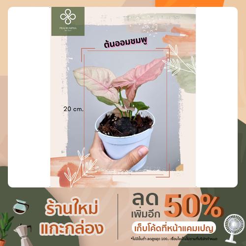 ( PRO+++ ) โปรแน่น.. ต้นออมชมพู ไม้ฟอกอากาศ (PINK SYNGONIUM) ราคาสุดคุ้ม พรรณ ไม้ น้ำ พรรณ ไม้ ทุก ชนิด พรรณ ไม้ น้ำ สวยงาม พรรณ ไม้ มงคล - ยี่ห้อ Premium(พรีเมึ่ยม) ราคา 630 บาท*ส่งฟรี