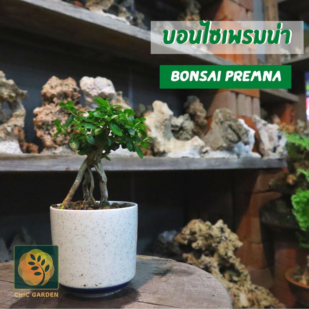 บอนไซเพรมน่า(Bonsai Premna) ส่งทั้งกระถาง ไม้มงคลเสริมฮวงจุ๊ย ต้นไม้แต่งห้อง