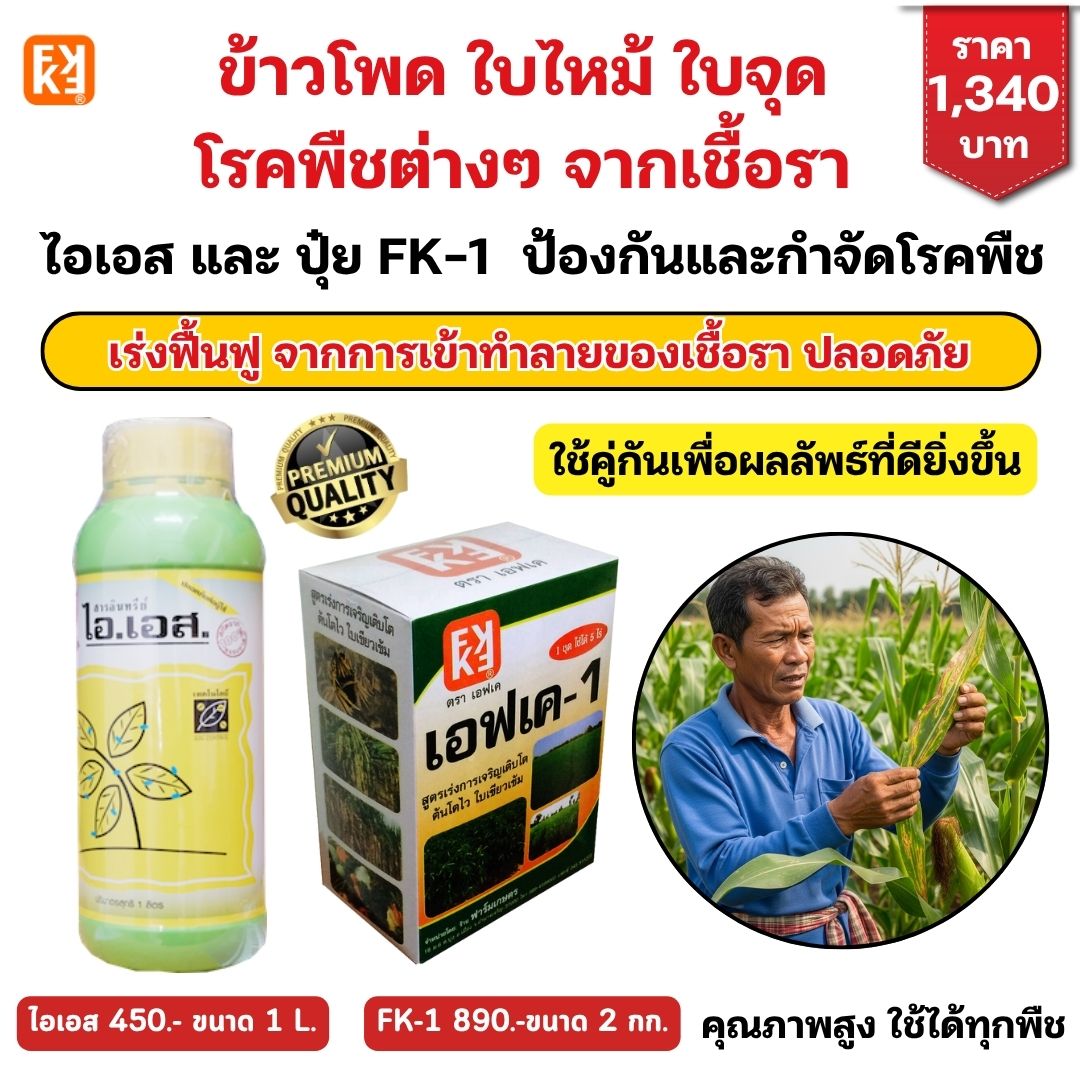 Corn, leaf Burns, leaf spots, fungal diseases, use s + fertilizer, FK-1, accelerated formula, restore plants, safe for all plants. ราคา 450 บาท*ส่งฟรี