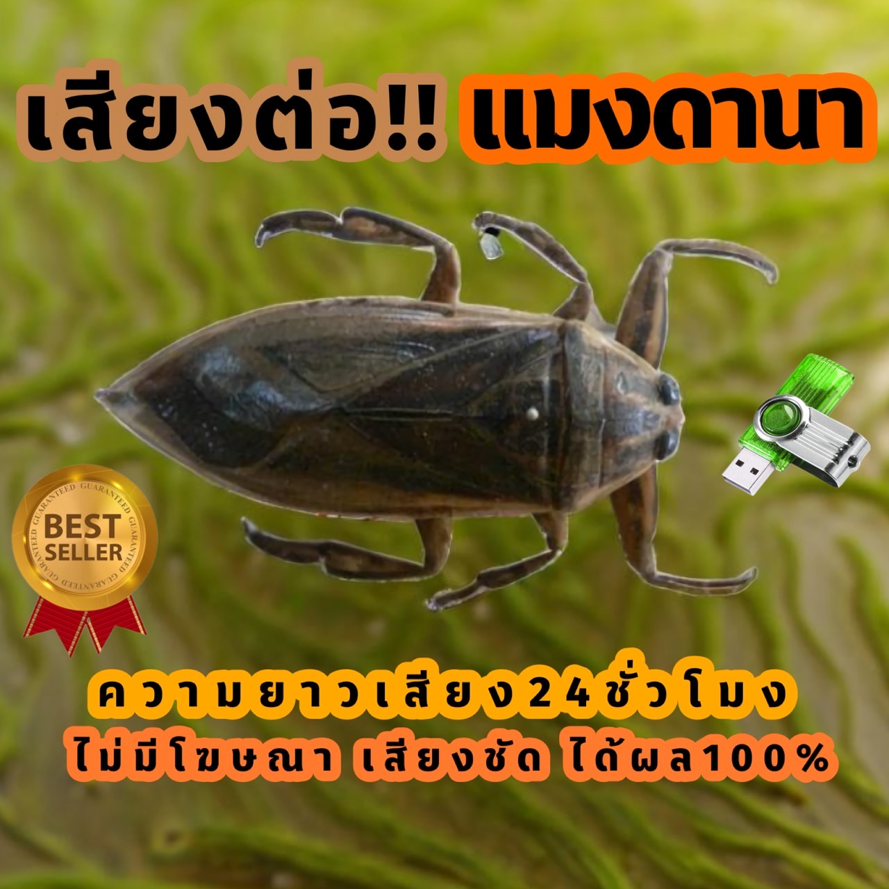Mangdana Sound, Sound to Attract Mangdana Sound to Lure in Mangdana. Quick Connection. USB Flash Drive. Sound to Attract Mangdana. Good Sound. 100% Clear. No Advertisements Inserted. ราคา 145 บาท*ส่งฟรี