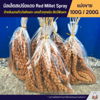 มิลเล็ตสเปรย์แดง อาหารนกแก้ว หนูแฮมสเตอร์ และสัตว์ฟันแทะ Red Millet Spray (แบ่งขาย 100G / 200G)