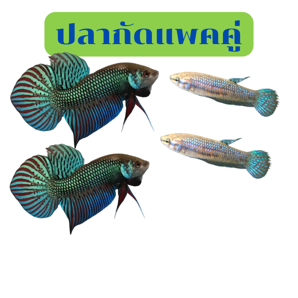 Betta มหาชัย ได้4ตัว ผู้2+เมีย2 ส่งด่วน รับประกันสินค้า100%