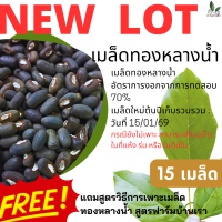 ฟาร์มบ้านเรา เมล็ดทองหลางน้ำพรีเมียม 15 เม็ด พร้อมสูตรวิธีการเพาะ สำหรับผู้รักธรรมชาติ