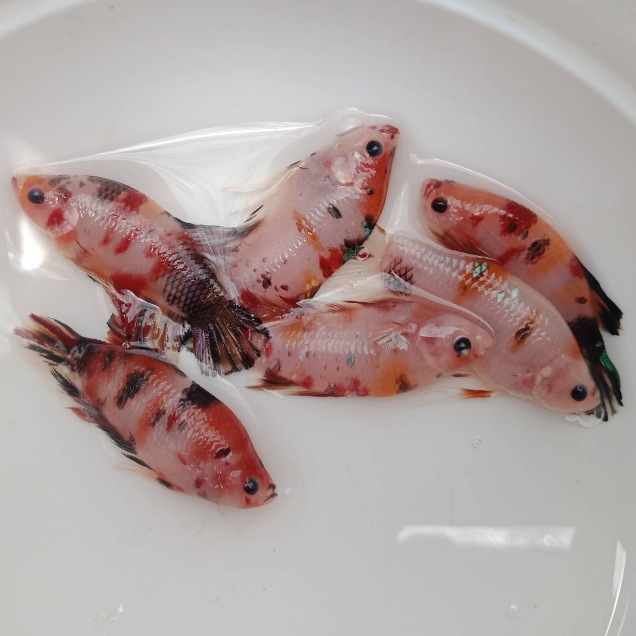Juazz Fish dda19988f29d2612407b5c4081e9a561.jpg