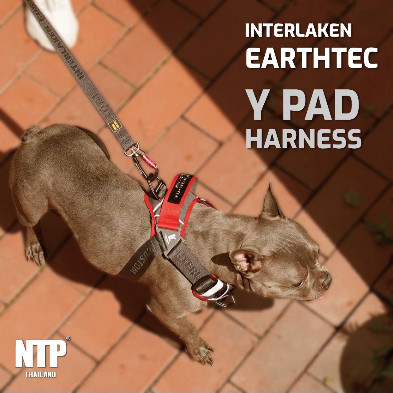 NTP - สายรัดอกสุนัข Interlaken Earthtec Y PAD harness ราคา 1,288 บาท*ส่งฟรี
