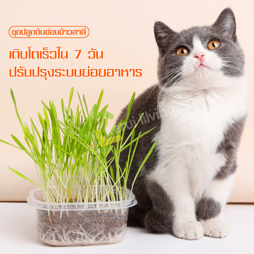 Full box cat grass with pet cat grass, wheat planting set, full set of cat grass, seeds + box + soil, ready to grow, very easy to grow. ราคา 29 บาท*ส่งฟรี