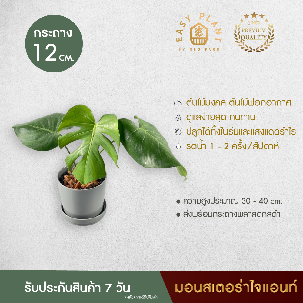 มอนสเตอร่าไจแอนท์ MONSTERA (Giant) ต้นไม้ฟอกอากาศ ต้นไม้ประดับ ต้นไม้มินิมอล ตกแต่งบ้านและสวน - easyplant ราคา 129 บาท*ส่งฟรี