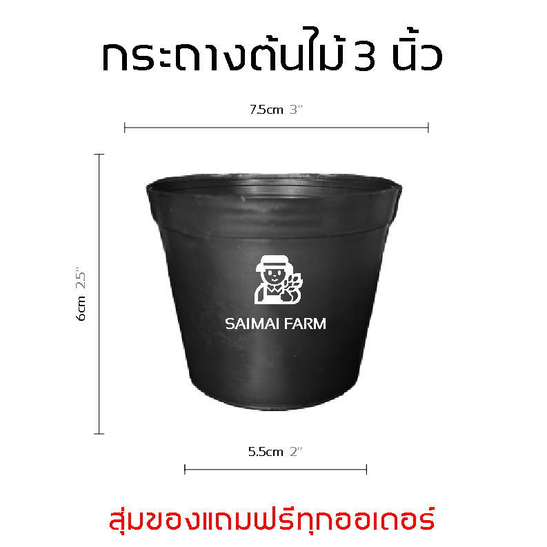กระถาง พลาสติก สำหรับเพาะต้นไม้  ทรงกลม สีดำ 3 นิ้ว | Plastic pot for planting, round, black, 3 inches