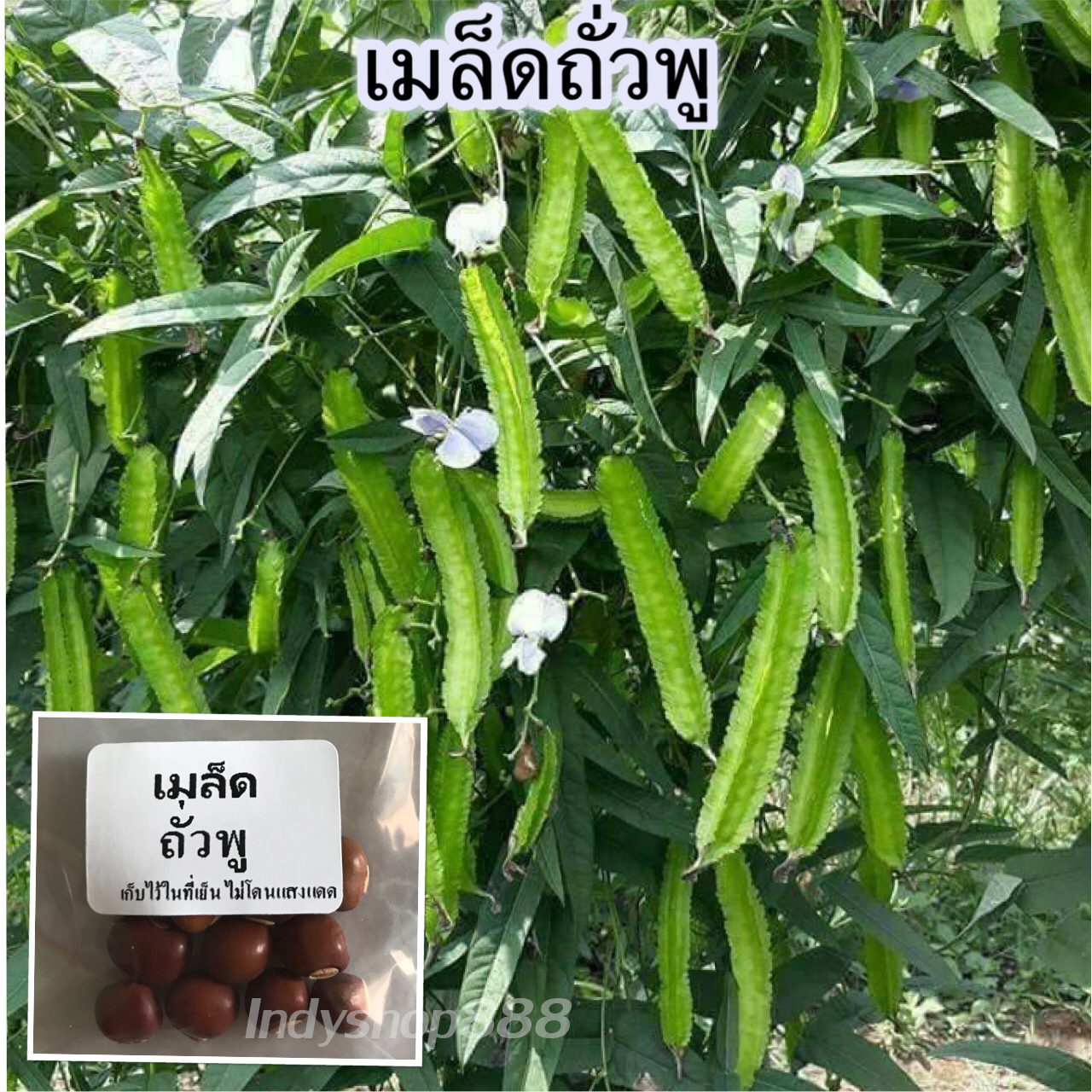 เมล็ดถั่วพู 10 เมล็ด [10 เเถม1 คละได้]