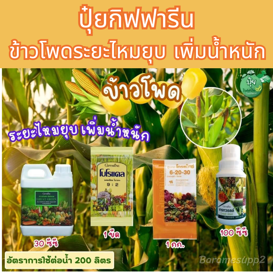ปุ๋ยข้าวโพด ตรากิฟฟารีน สูตรเพิ่มน้ำหนัก ระยะไหมยุบ บำรุงใบเขียวนาน ทนแล้ง น้ำหนักดีเมล็ดสวย (1Setมี 4 ชิ้น ) ราคา 2,100 บาท*ส่งฟรี