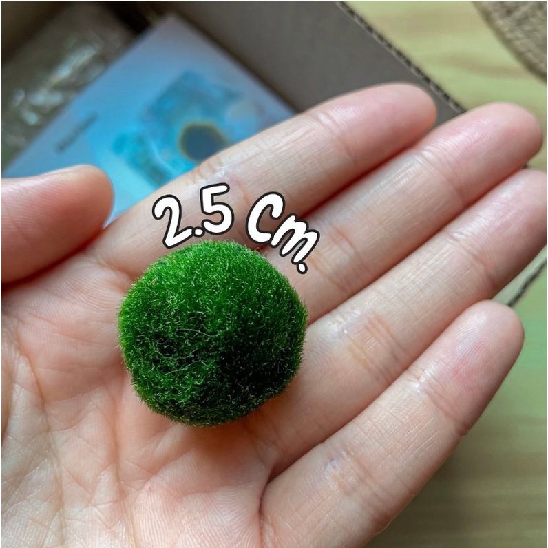 🟡⚫มาริโมะสายยุโรปขนาด 2-2.5 (ซื้อ2ลูกเเถมปุ๋ยอาหาร)มีของพร้อมส่ง สีสวย เลี้ยงใส่ปุ๋ยโดนเเสง สีสวย ราคา 75 บาท*ส่งฟรี
