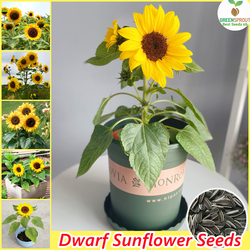 [Fast Germination] Dwarf Sunflower Seeds for Planting (Mixed Variety/30pcs)  Sunflower Plant Seed Ornamental Flowering Plants Bonsai Seeds Indoor Plants  Real Plants Potted Live Plants for Sale Home Garden Decor Gardening Flower  Seeds Easy To ...