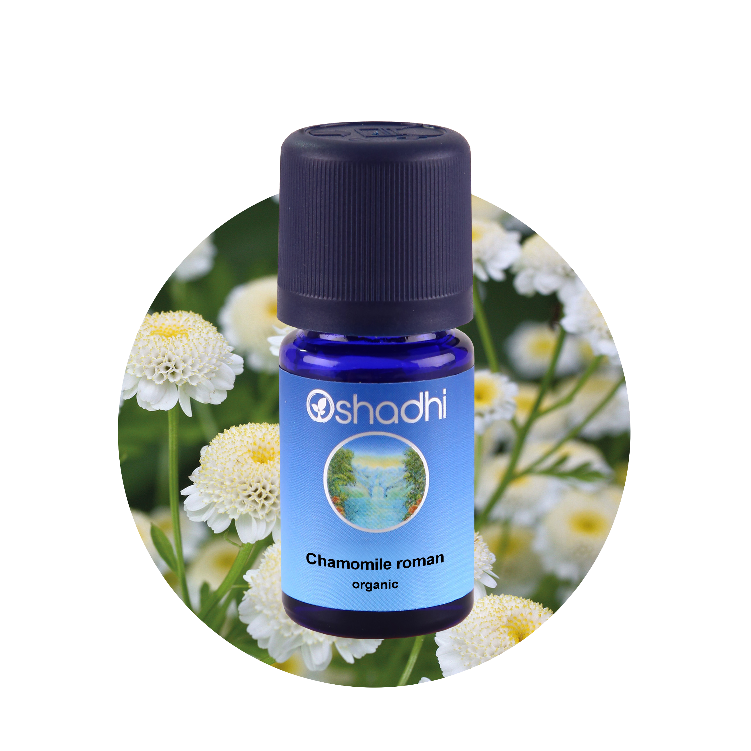 Oshadhi Chamomile Roman Organic Essential Oil 1 ml ราคา 900 บาท*ส่งฟรี