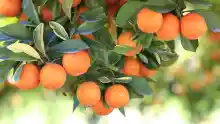 ภาพขนาดย่อของสินค้า️ ส้มไร้เมล็ด ส้มผลไม้มงคล สรรพคุณของส้ม ส้มคัดพิเศษ 500 กรัม ส้มเปลือกบาง หวานฉ่ำ เก็บได้นาน 15-20 วัน 14 วัน ยิ่งเก็บนานยิ่งหวานฉ่ำ