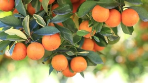 ภาพหน้าปกสินค้า✈️  ส้มไร้เมล็ด ส้มผลไม้มงคล สรรพคุณของส้ม ส้มคัดพิเศษ! 500 กรัม ส้มเปลือกบาง หวานฉ่ำ เก็บได้นาน 15-20 วัน 14 วัน ยิ่งเก็บนานยิ่งหวานฉ่ำ ซึ่งคุณอาจชอบสินค้านี้