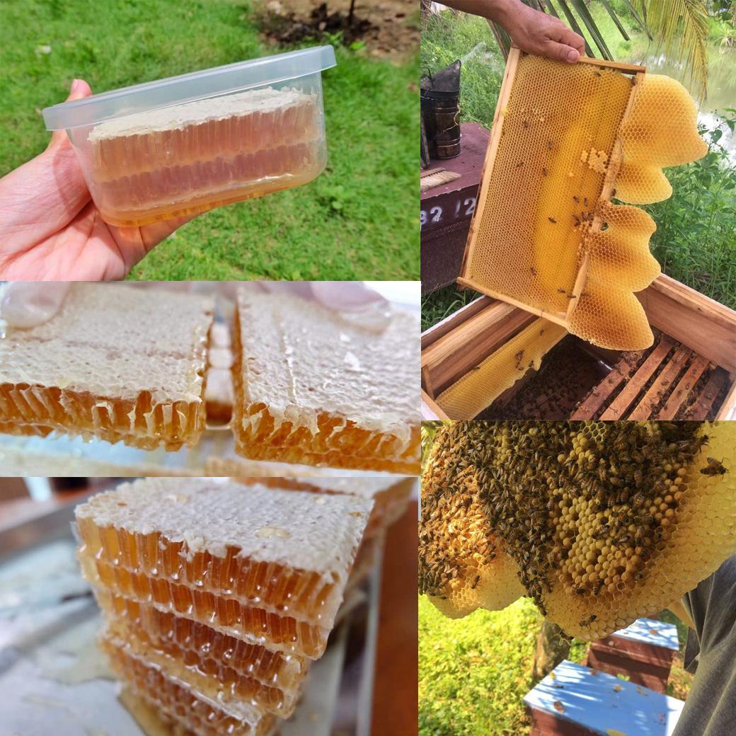 รวงผึ้ง QUEEN BEES รวงผึ้ง QUEEN BEES